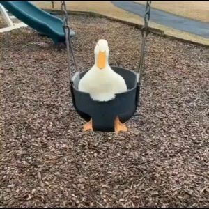 Meet your Posher, Beep